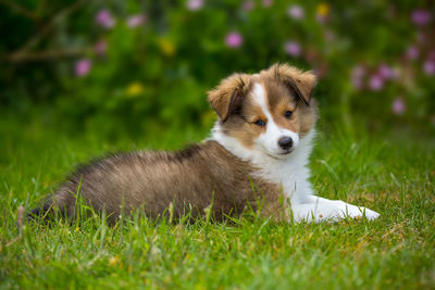 Shetland sheepdog puppy relaxing on grassy field