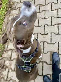 High angle view of dog standing on cobblestone