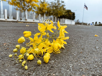 Close-up of yellow flowering plant in city