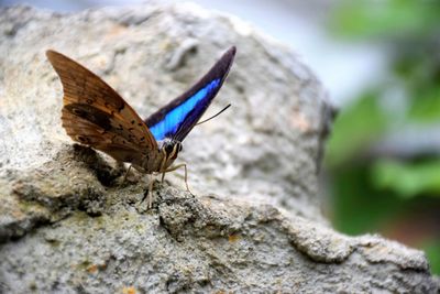 Close-up of butterfly on rock