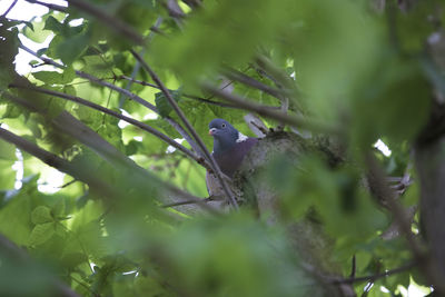 Low angle view of bird perching on tree