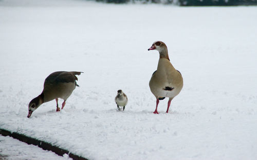 Close-up of birds on snow