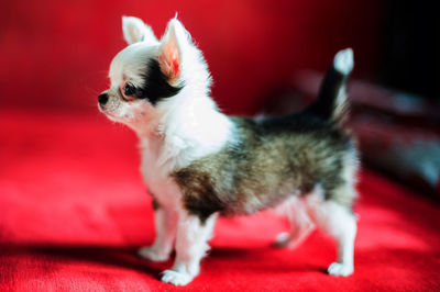 Portrait of a dog looking away