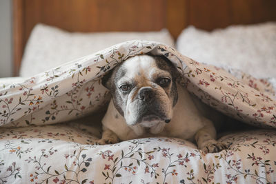 Portrait of dog resting on bed at home