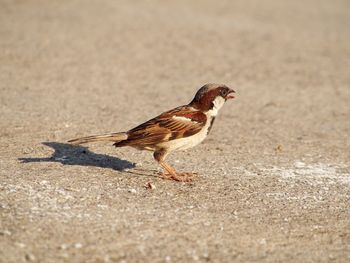Close-up of bird eating on sand