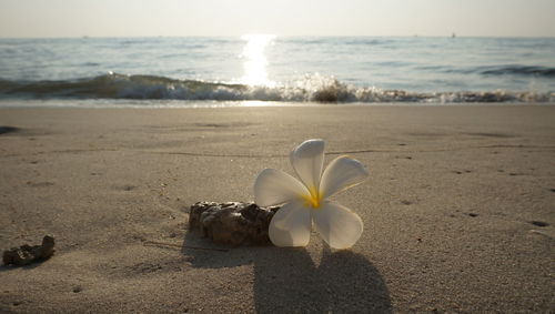 Close-up of white flower on beach