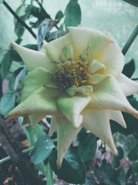 Close-up of flowering plant
