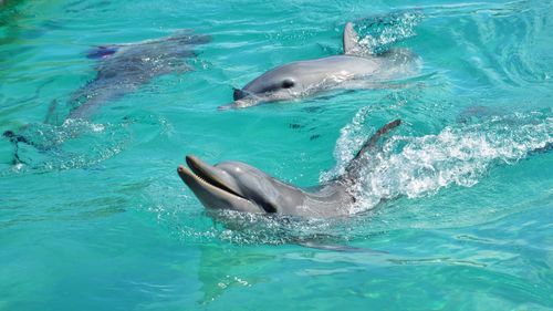 View of dolphin swimming in sea
