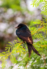 Close-up of bird perching on branch