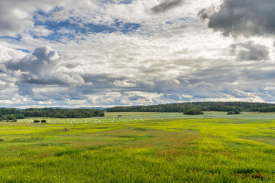 Scenic view of agricultural field against sky