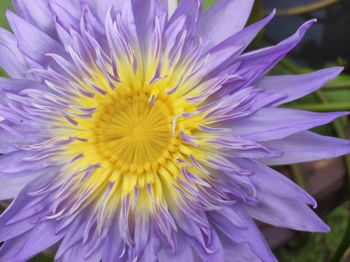 Close-up of purple flower