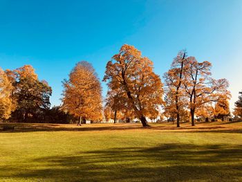 Trees in park during autumn against sky