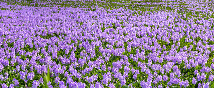 Full frame shot of purple flowering plants on field