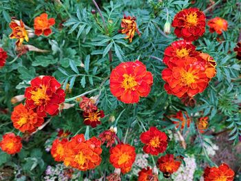 High angle view of orange flowers