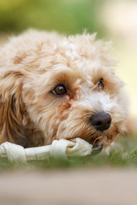 Close-up of hairy dogs