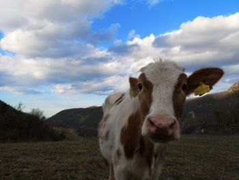 Portrait of cow on field against sky