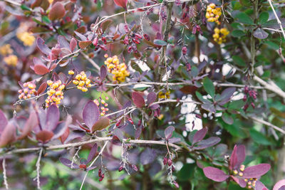 Close-up of fruits growing on tree