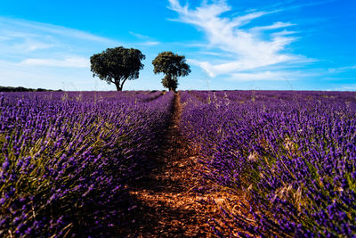 Scenic view of lavender field against sky