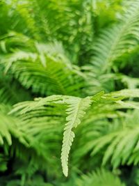 Close-up of fern leaves