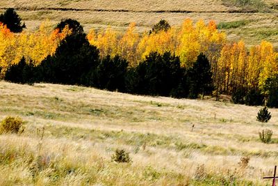 Scenic view of grassy field