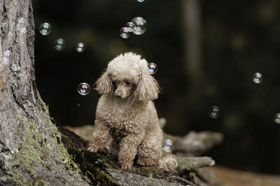 A toy poodle dog is sitting in the autumn forest