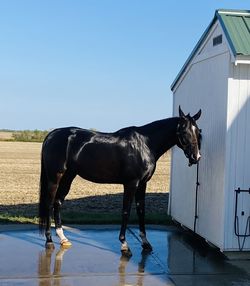 Horse standing on field against sky