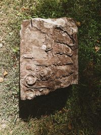 Close-up of tree stump on field