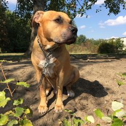 Close-up of dog sitting on field against sky