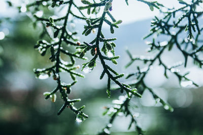 Close-up of wet plant during rainy season