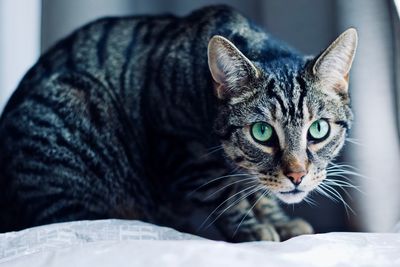 Close-up portrait of a cat