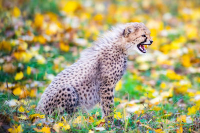 Close-up of a cat on field