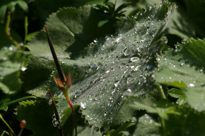 Close-up of raindrops on leaves