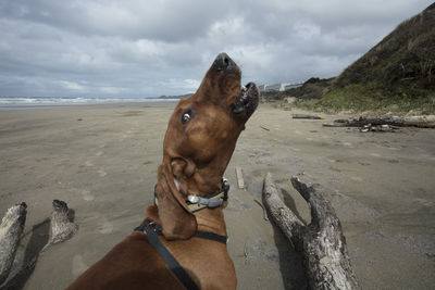 Dog on beach