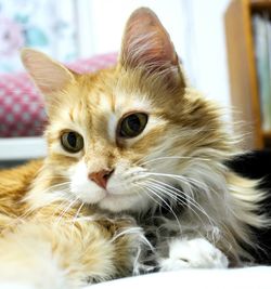 Close-up portrait of cat