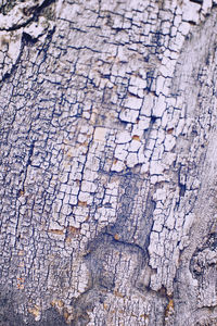 Full frame shot of weathered tree trunk