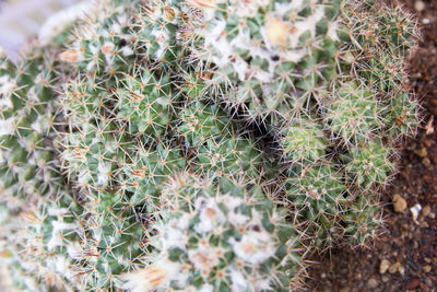 High angle view of cactus plants