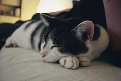 Close-up of cat sleeping on bed