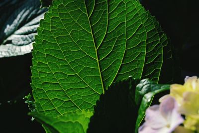 Close-up of wet leaves