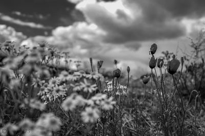 Close-up of flowering plants on field against sky