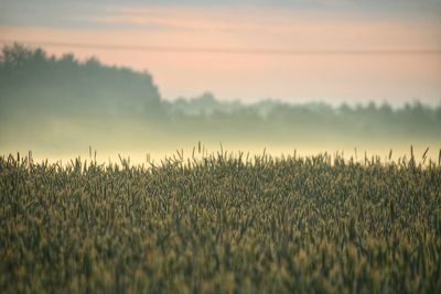 Crops growing on field against sky during sunset