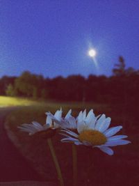 View of flowers against sky at night