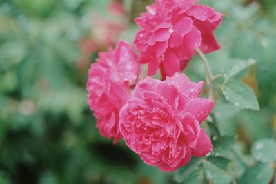 Close-up of pink rose