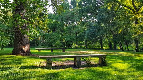 Trees in park