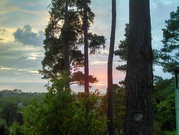 Trees against cloudy sky