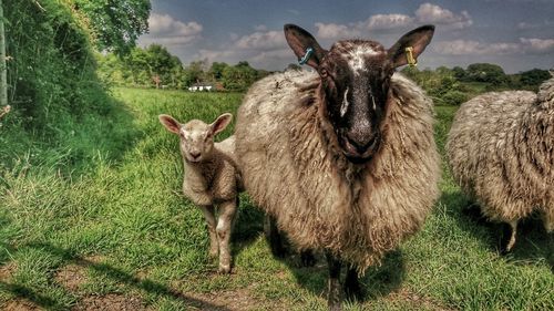 Portrait of sheep grass field