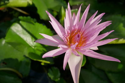 Close-up of purple flower