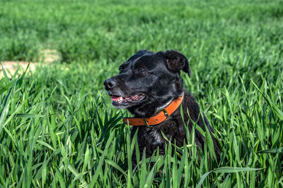 Black dog running on grassy field