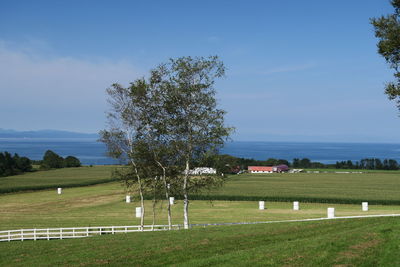 Trees on field against sky