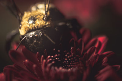 Close-up of honey bee on red flower