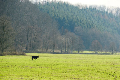 View of a horse on field